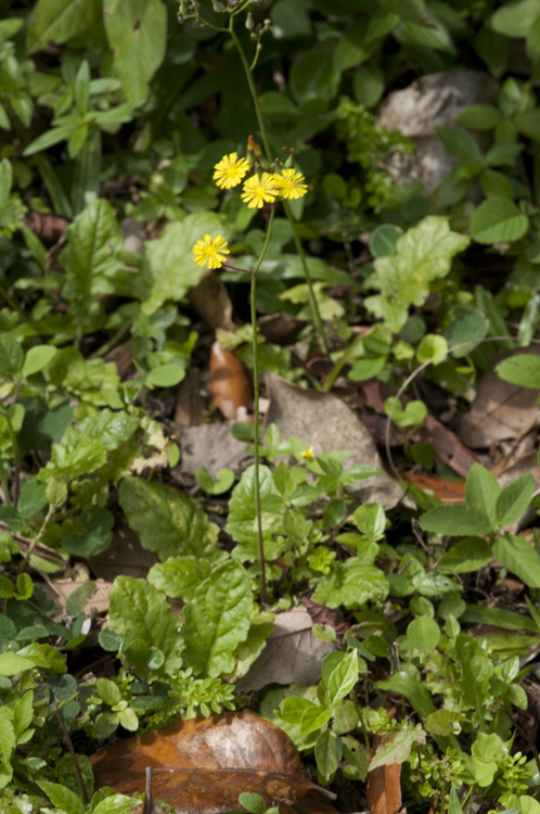 Image of Oriental false hawksbeard