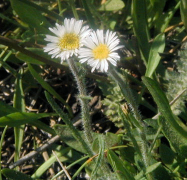 Image de Erigeron lonchophyllus Hook.