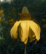 Rudbeckia californica A. Gray的圖片