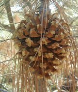 Image of Bull Pine