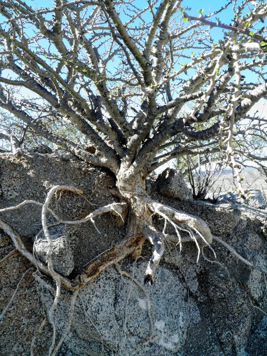 Imagem de Jatropha cuneata Wiggins & Rollins