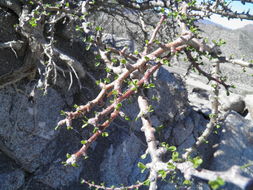 Imagem de Jatropha cuneata Wiggins & Rollins