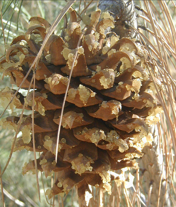 Image of Bull Pine