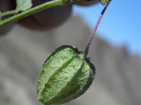 Image of yellow nightshade groundcherry