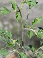 Image of yellow nightshade groundcherry