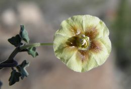 Image of yellow nightshade groundcherry