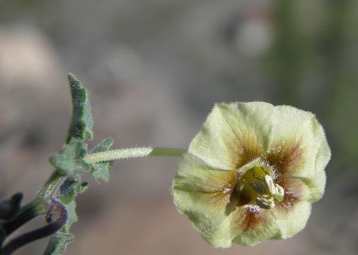 Image of yellow nightshade groundcherry