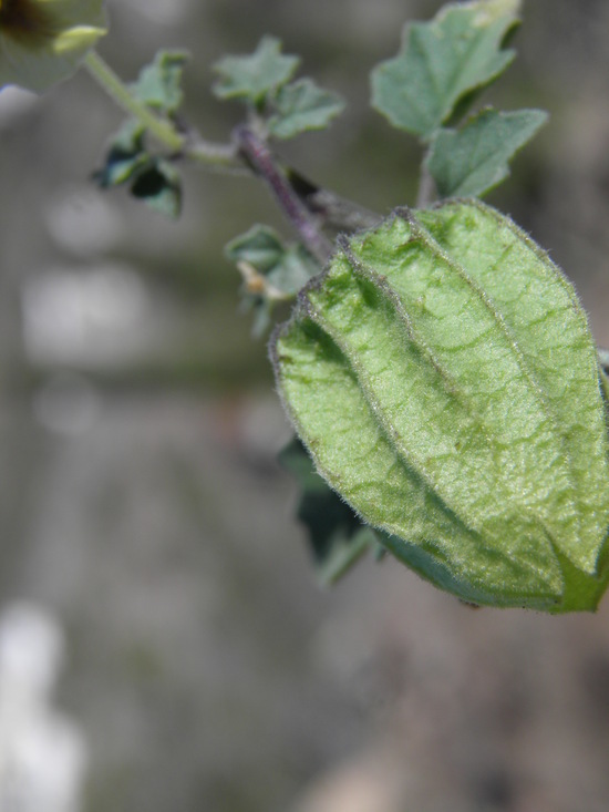 Image of yellow nightshade groundcherry