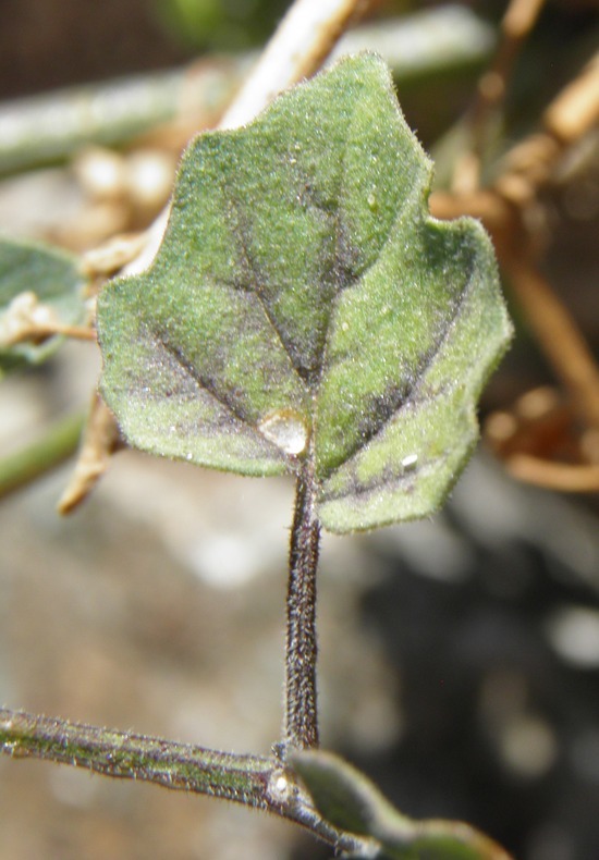 Image of yellow nightshade groundcherry