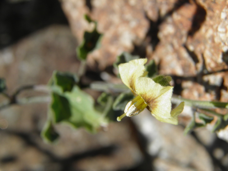 Image of yellow nightshade groundcherry