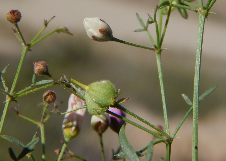 Image of California fagonbush