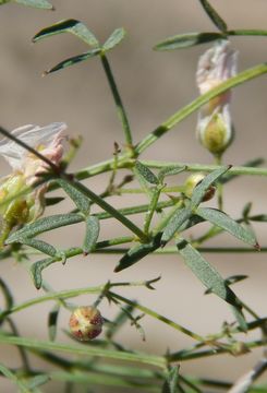 Image of California fagonbush