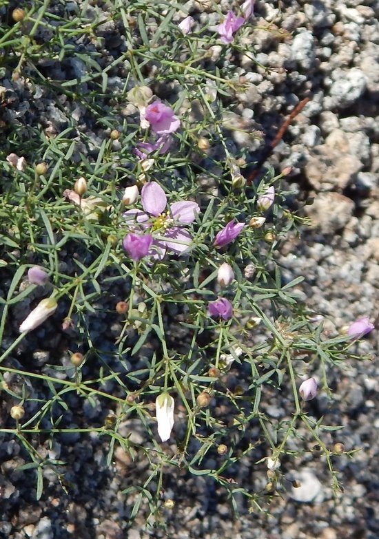 Image of California fagonbush