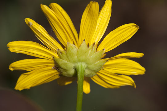 Imagem de Euryops pectinatus (L.) Cass.