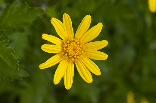 Imagem de Euryops pectinatus (L.) Cass.