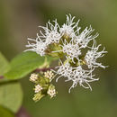 Слика од Koanophyllon villosum (Sw.) R. King & H. Rob.