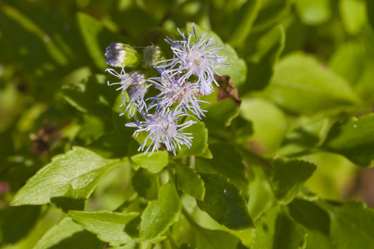 Image of Cape Sable whiteweed