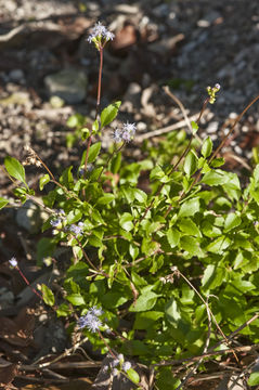 Image of Cape Sable whiteweed