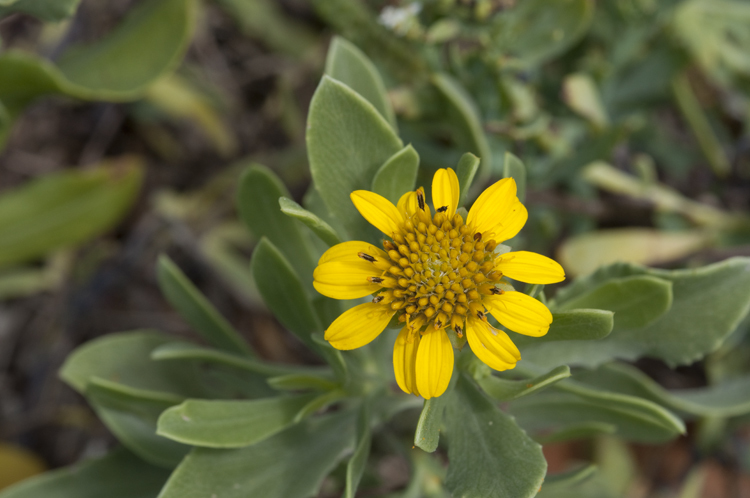 Image of Sea Oxeye