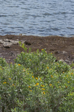 Image of Sea Oxeye