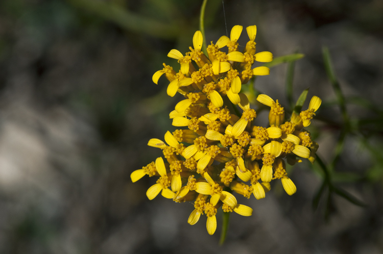 Image of narrowleaf yellowtops