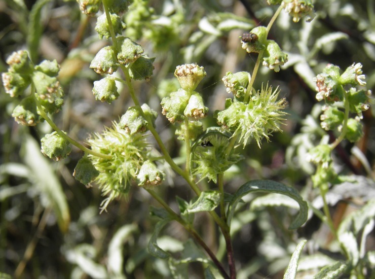 Image de Ambrosia deltoidea (Torr.) Payne