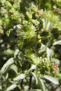 Image of triangle bur ragweed