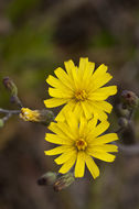 Image of Hieracium megacephalum Nash