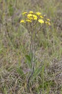 Image of Hieracium megacephalum Nash