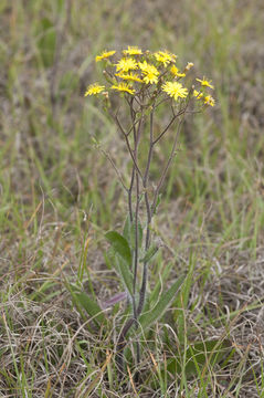 Image of Hieracium megacephalum Nash