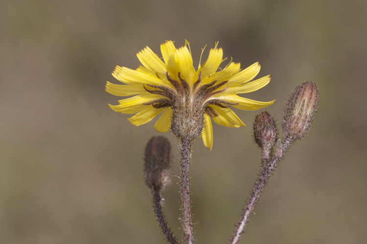 Image of Hieracium megacephalum Nash