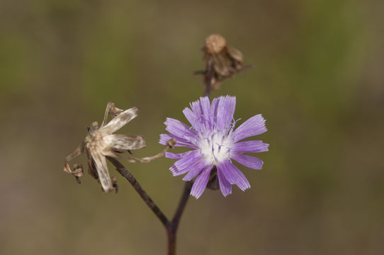 Image of grassleaf lettuce