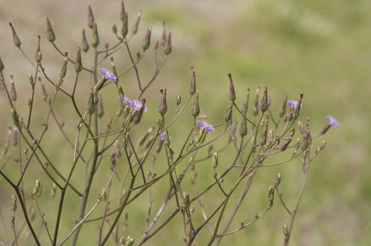 Lactuca graminifolia Michx. resmi