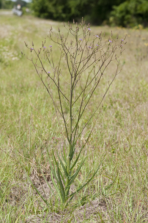 صورة Lactuca graminifolia Michx.