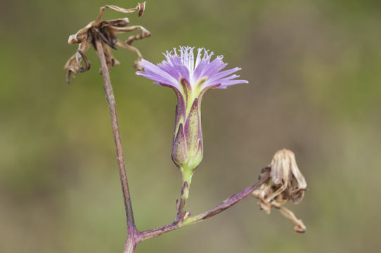 Lactuca graminifolia Michx. resmi