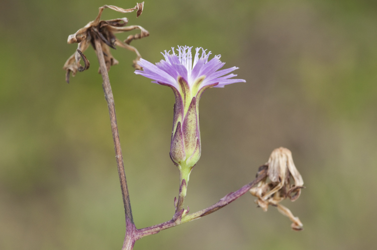 صورة Lactuca graminifolia Michx.