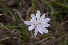 Image of rose rush