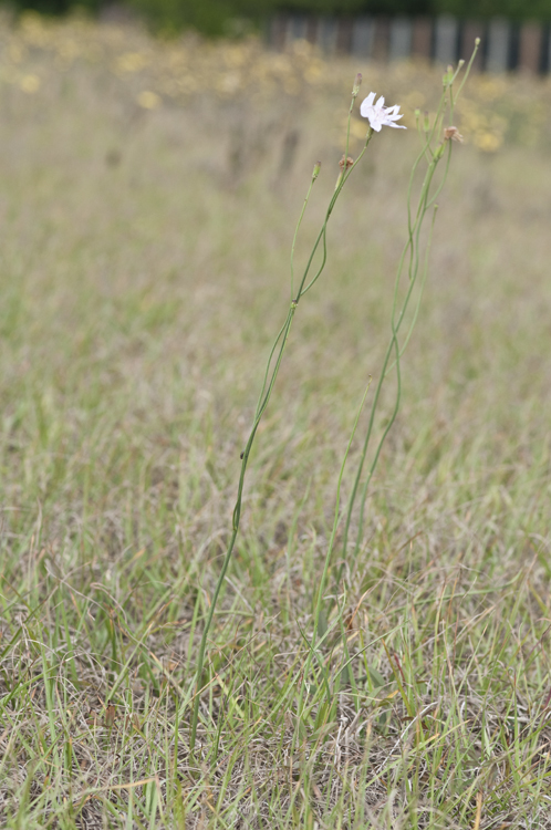 Image of rose rush