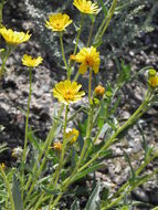 Plancia ëd Geraea canescens Torr. & A. Gray