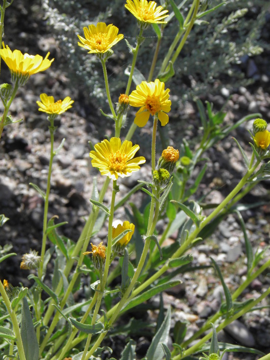 Plancia ëd Geraea canescens Torr. & A. Gray