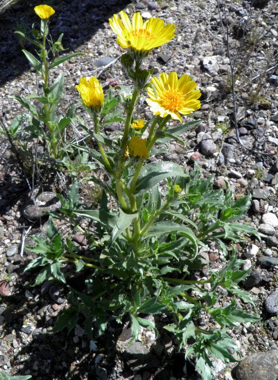 Plancia ëd Geraea canescens Torr. & A. Gray