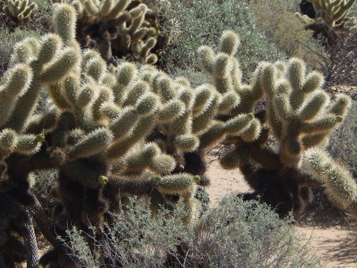 Image of <i>Cylindropuntia <i>bigelovii</i></i> var. bigelovii