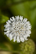 Image of snow squarestem