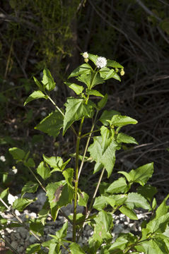 Sivun Melanthera nivea (L.) Small kuva