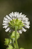 Image of snow squarestem