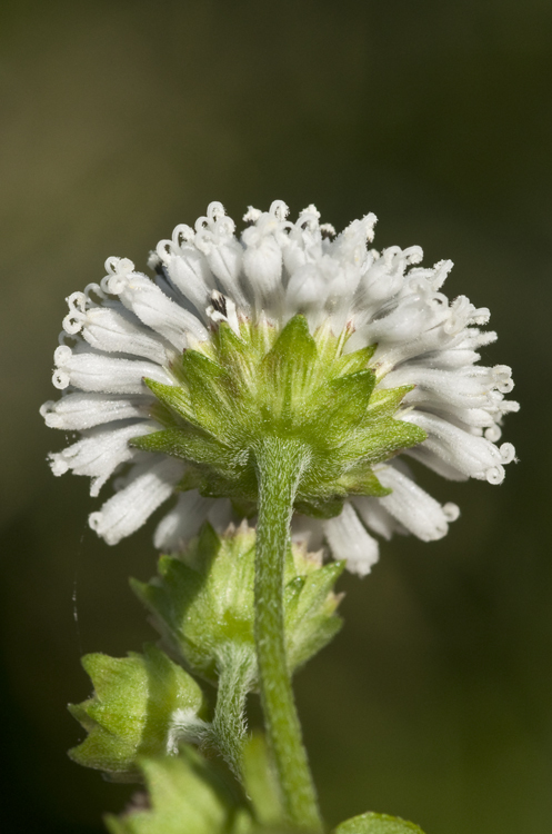 Sivun Melanthera nivea (L.) Small kuva