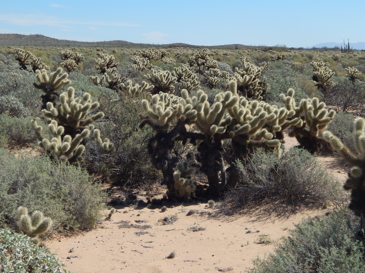 Image of <i>Cylindropuntia <i>bigelovii</i></i> var. bigelovii