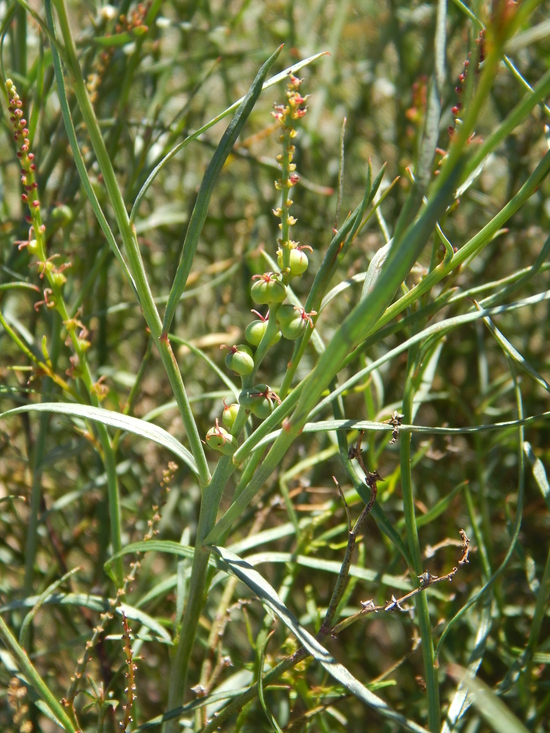 Stillingia linearifolia S. Watson resmi