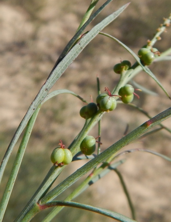 Stillingia linearifolia S. Watson resmi