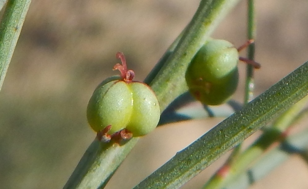 Stillingia linearifolia S. Watson resmi